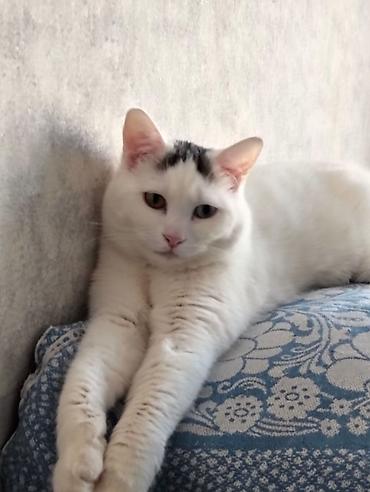 Кошки: Böyük xəzli, gözü mavi-boz balaca pişik balası - Rəng: Boz–gümüş — 7