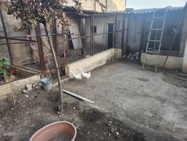 Qazlar: Dişi, Damazlıq