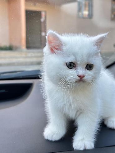 Pişiklər: Britan — 10