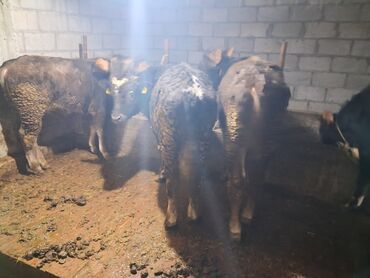 Коровы, быки: Продаю | Бык (самец) | Полукровка | На откорм | Привязанные — 1