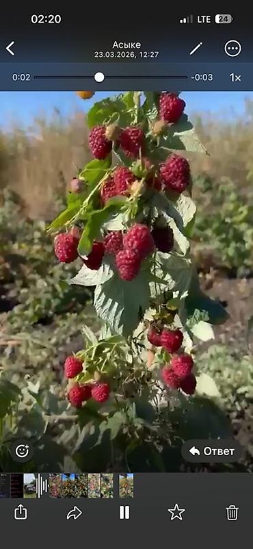 Малина: Продается саженцы элитный сорт малины ХЕРИТЕЙДЖ. Ремонтантная — 4