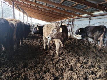 Коровы, быки: Продаю | Бык (самец) | На откорм — 2