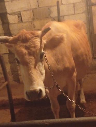 Коровы, быки: Ətlik Maldı Super kokdu Real alcısansa Zeng ele — 4