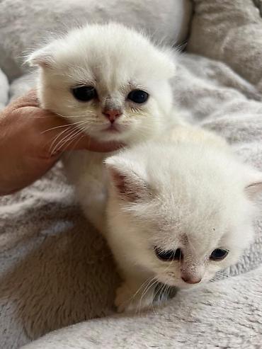 Pişiklər: Şinşilla, Erkək, Dişi — 10