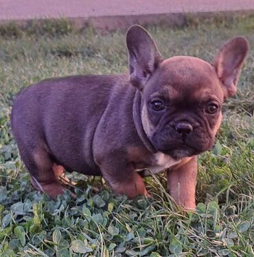 Psi: Prelepi štenci francuskog buldoga na prodaju. Očišćeni od parazita i na lalafo.rs — 7 Psi: Prelepi štenci francuskog buldoga na prodaju. Očišćeni od parazita i — 7