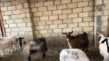 keci heyvan: 6 ana keçi 2 dogub 4 agir bogazdi bu gun sabah birin balasi yeke biri — 8