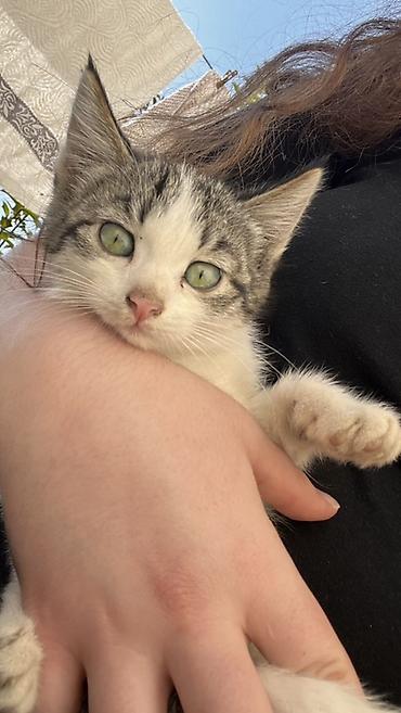 Продажа кошек: Котята ищут новый дом!✨ Бесплатно!!! - Активные и любопытные, подходят — 3