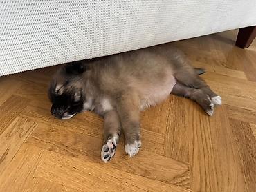 sahibləndirilir: 🐾 Balaca qız itə mehriban ailə axtarırıq! 🐶❤️ Təxminən 1,5 aylıq — 4