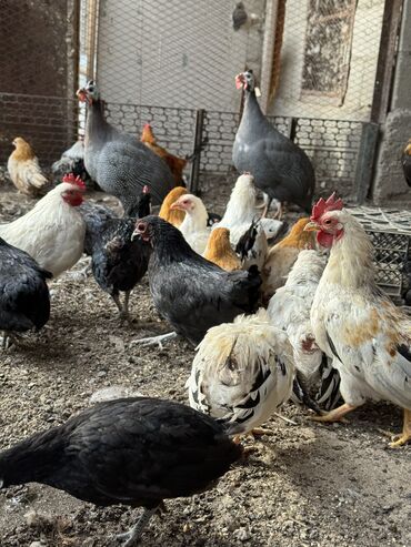 бройлеры оптом: Продам карликовых бентамок шабо цесарок