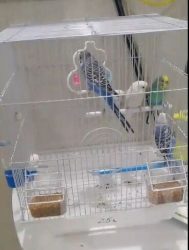 мальтипу купить в баку: Tutuquşu 2 ədəd qəfəs aksesuarları ilə birlikdə verilir . çatdırılma