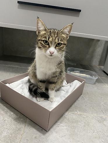 отдам даром вислоухого котенка: Кошка даром: Беспородная, 1 год, Девочка, Приучена к лотку — 2