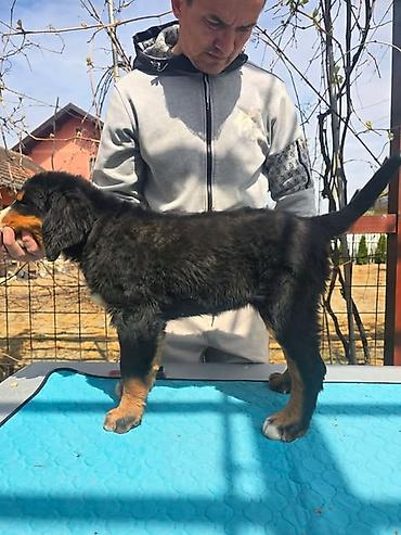 Psi: Bernski planinski pas štenci Na prodaju štenci BERNSKOG PLANINSKOG PSA — 6