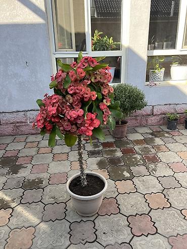 Молочаи: Эуфорбия Миля (Euphorbia milii) – крупное штамбовое растение в кашпо — 4