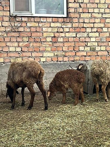 Баран, овца: Продаю | Овца (самка) | Для разведения | Матка — 3