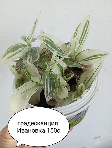 живая фороль: Комнатные растения в горшках: - Денежное дерево (крассула — 3