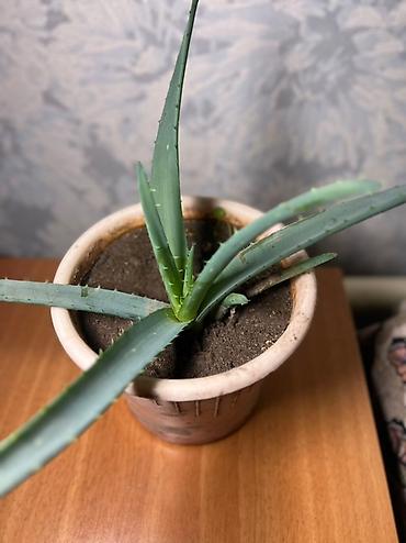 Хойи: Комнатные растения хойя и алоэ вера. Хойя — укоренённые черенки в — 8