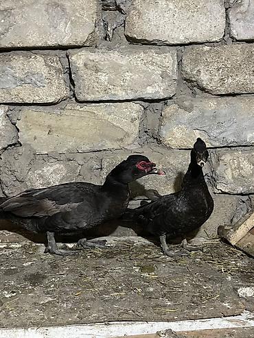 ev heyvanlarının satışı: Başlıq: Fərə ördəklər macar krasnadar bide macar qara zümrüdü bala — 3
