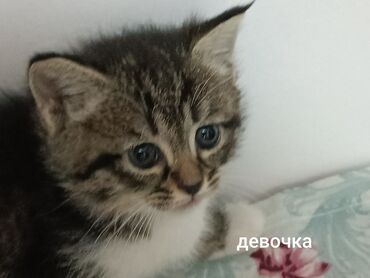 возьму котёнка бесплатно: Отдам котят в хорошие любящие руки. Котята родились 21 августа