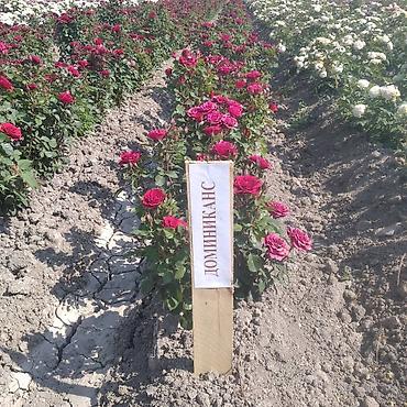 Роза: Саженцы чайно-гибридных роз (садовые кустовые розы) разных окрасок — 14