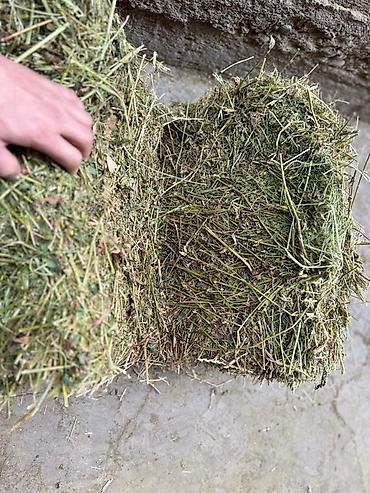 Корма для с/х животных: Силос — 9 сомдон рулон. Сенаж — 12 сомдон рулон. Беде биринчи кос таза — 1