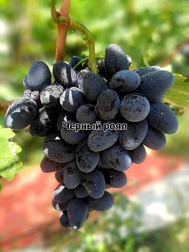 Виноград: НОВИНКИ СЕЛЕКЦИИ ВИНОГРАДА ПРЕМИАЛЬНОГО УРОВНЯ ! ДОМАШНИЙ СЛАДКИЙ — 26