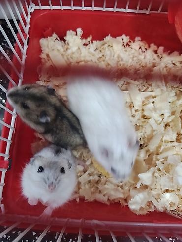 Зоотовары: Cırtdan hamsterlər – qəfəs və aksesuarları ilə Məhsul təsviri: - — 5