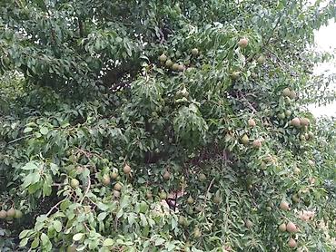 Продажа дач: Продаётся дачный участок/садовый надел с насаждениями. Основные — 11