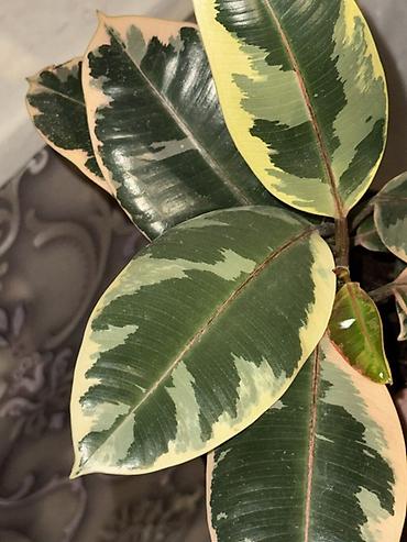 Фикусы: Фикус эластика вариегатный (Ficus elastica ‘Tineke’)
В горшке 3 стебля — 4
