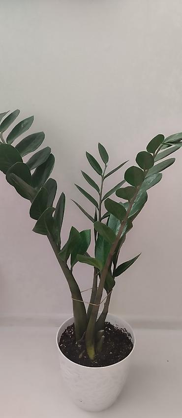комнатые цветы: Комнатные растения в горшках 1) Сингониум вариегатный (Arrowhead — 4