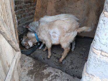 Козы, козлы: Продаю | Козёл (самец) — 7