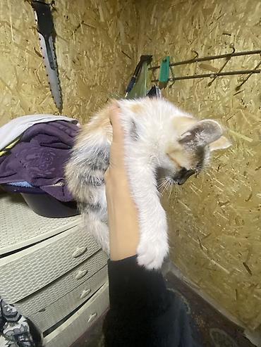 котята шиншиллы: ОДАЮ В ДОБРЫЕ РУКИ!!!! Котята-рябушки (окрашивание — 5
