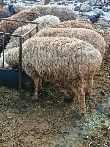 Бараны, овцы: Продаю | Ягненок | Меринос | На забой | Кастрированные at lalafo.kg — 9 Бараны, овцы: Продаю | Ягненок | Меринос | На забой | Кастрированные — 9