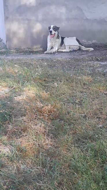 it sekli: Alabay, 1 ay, Dişi, Ünvandan götürmə