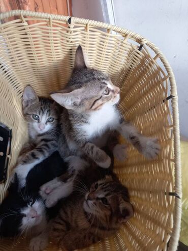 Mačke: HITNOOO macici traze dom Udomljavaju se macici, 1,5-2 meseca, jedno