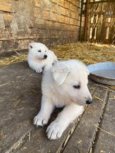 Životinje: U ponudi štenci Belog Švajcarskog Ovčara, oštenjeni 08.03.2024 od