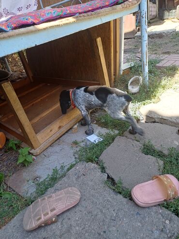 купить собаку кангал: Спаниель, 5 месяцев, Самец