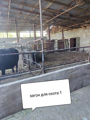 Продажа коттеджей и домов: Продам очень большой благоустроенный дом 250кв м жилая площадь — 13