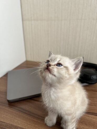 Pişiklər: Şinşilla -da lalafo.az — 4 Pişiklər: Şinşilla — 4