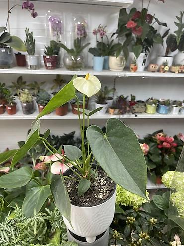 Антуриум (Anthurium) в горшке. - Разновидность с светло‑кремовым lalafo.kg да Антуриум (Anthurium) в горшке. - Разновидность с светло‑кремовым