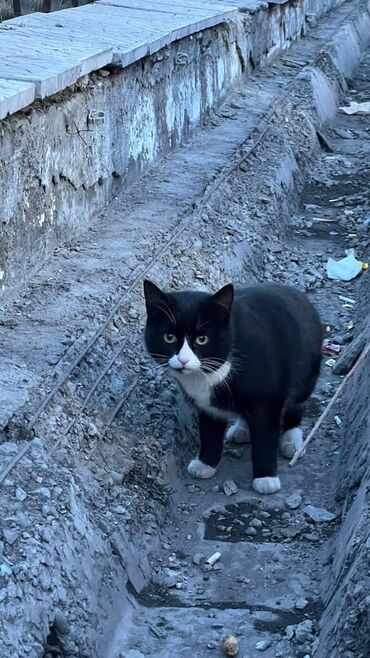 Волонтёр: Бишкек Возле ТЦ "Ала-Арча" видели котика. Явно потеряшка чей
