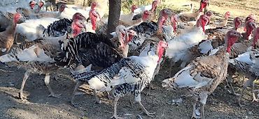 hinduşka: Məhsul: Hinduşka sürüsü (müxtəlif rəng və çalalarda) qiymət razılaşma — 7