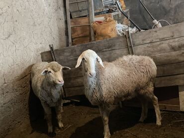 суточный квартира кочкор ата: Продаю | Овца (самка)