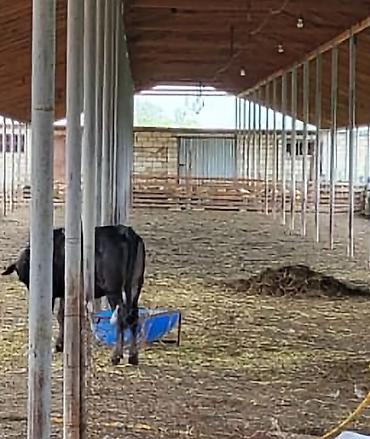 Torpaq sahələrinin satışı: 26000 sot, Kənd təsərrüfatı, Kupça (Çıxarış) — 8