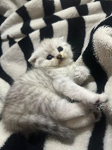 Pişiklər: Şotland yastı qulaq — 19