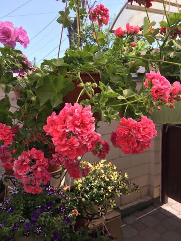 Другие комнатные растения: Пеларгония (плющелистная) — 17