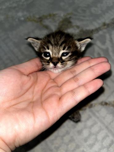 Продажа кошек: Продаю котят. котятам ровно месяц, ещё грудные at lalafo.kg — 6 Продажа кошек: Продаю котят. котятам ровно месяц, ещё грудные — 6