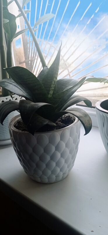 мойка высокого довление: Сансевиерия (Sansevieria, «щучий хвост») в декоративном горшке. -