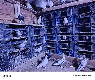 kənd təsərrufatı heyvanları: Köma şəkıldə satılır tək tək satılımır. Damazlıq və uçum üçün — 3