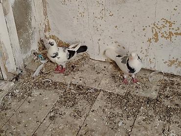 derzi quşu: Salam göy nişanlar sonu 25manat tutulmadilar unvan maşdaga 0516831165 — 3