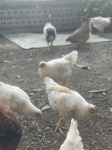 продаю музоо торпок корова самка бык самец айрширская ангус алатауская на забой для разведения на откорм племенные нетель привязанные: 4х месячные петушки. Есть 5-6 шт. Район села Ленинского